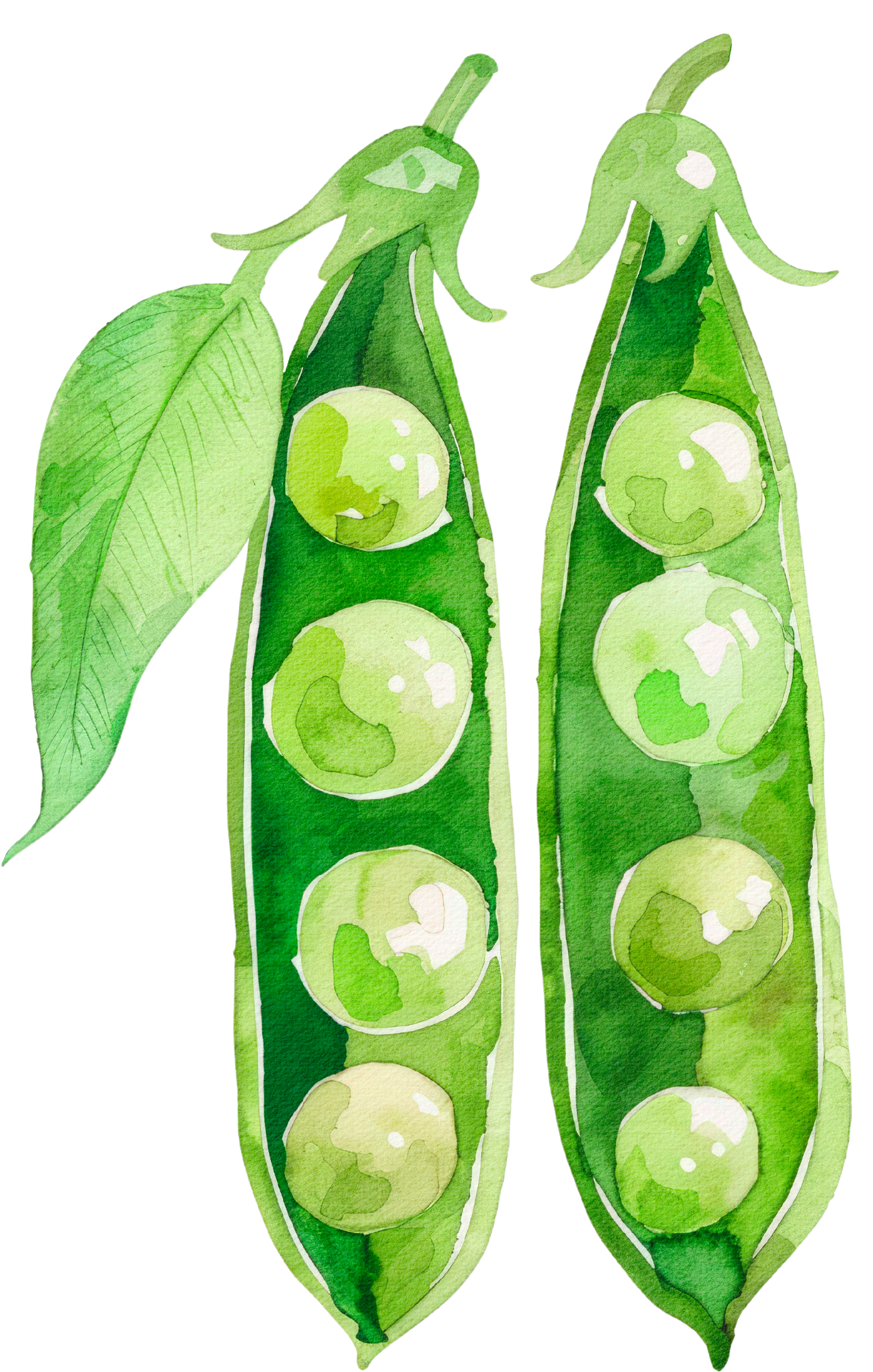 Pea plant
