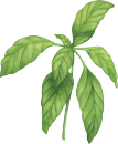 Basil
