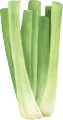 Celery