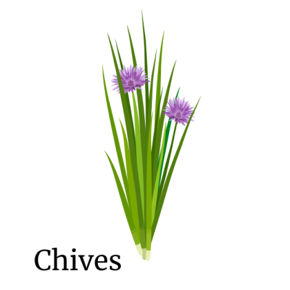 Chives