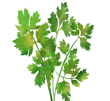 Cilantro
