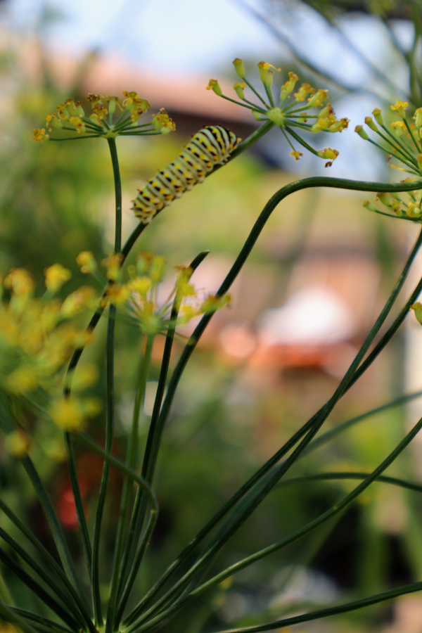 Dill