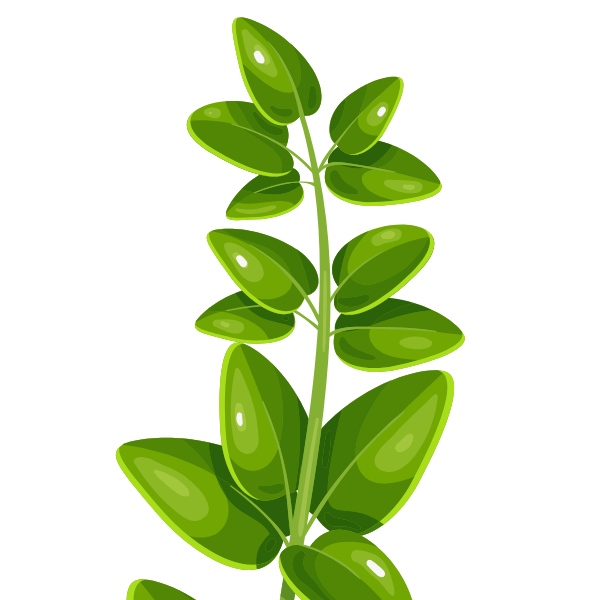 Marjoram